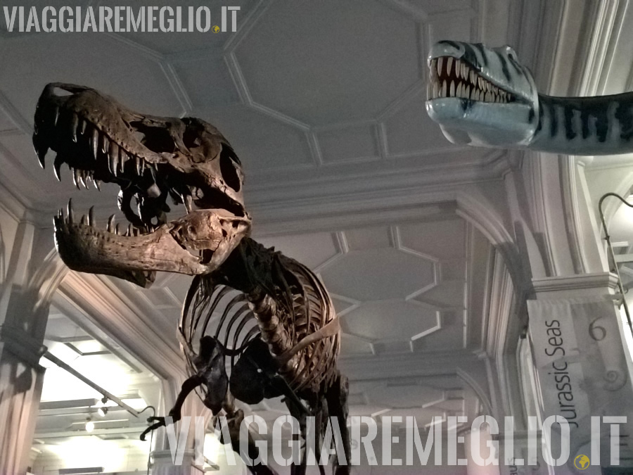 Manchester Museum - T-Rex